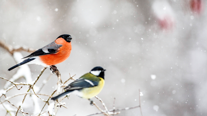 Ein Gimpel und eine Kohlmeise auf einem Ast im Winter © IMAGO / blickwinkel