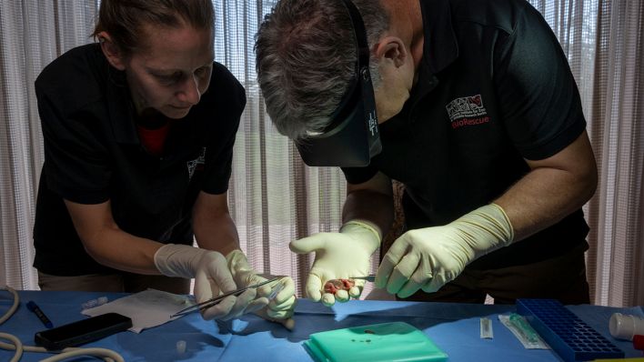 Nashorn Embryo wird vorbereitet © Jon Juarez