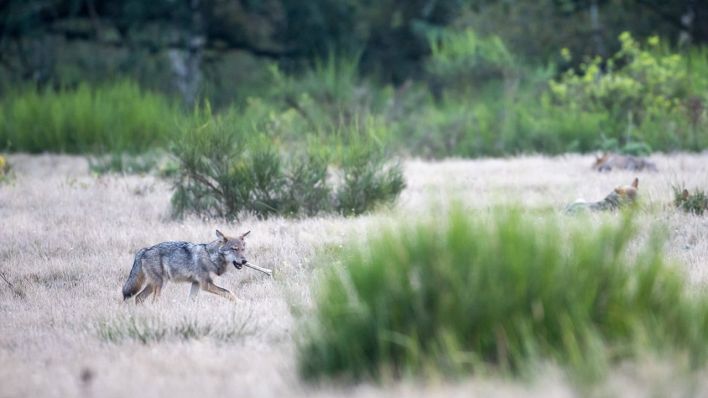 Wolfswelpen in der Döberitzer Heide © picture alliance/dpa/dpa-Zentralbild | Ingolf König-Jablonski