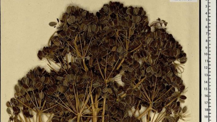 By Seregin A. P. (Ed.) (Серегин А. П. in Russian) - Moscow Digital Herbarium: Electronic resource. – Moscow State University, Moscow. (on line), CC BY 4.0