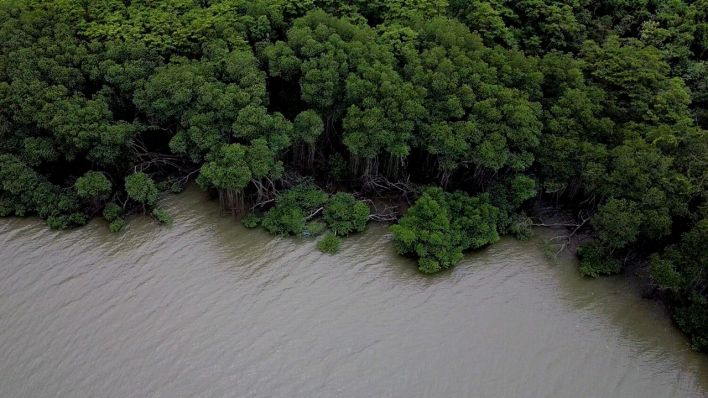 Mangrove, Oceanic Refractions, 2023 © Image courtesy of Laisiasa Dave Lavaki CC BY-NC-SA
