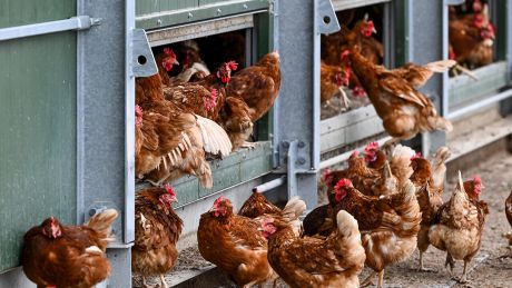 Hühner stehen in und vor einem mobilen Hühnerstall der Erzeugergemeinschaft "Brandenburger Bio-Ei GmbH" © Jens Kalaene/dpa