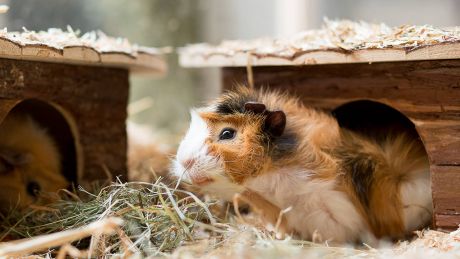 Meerschweinchen © IMAGO / Eibner