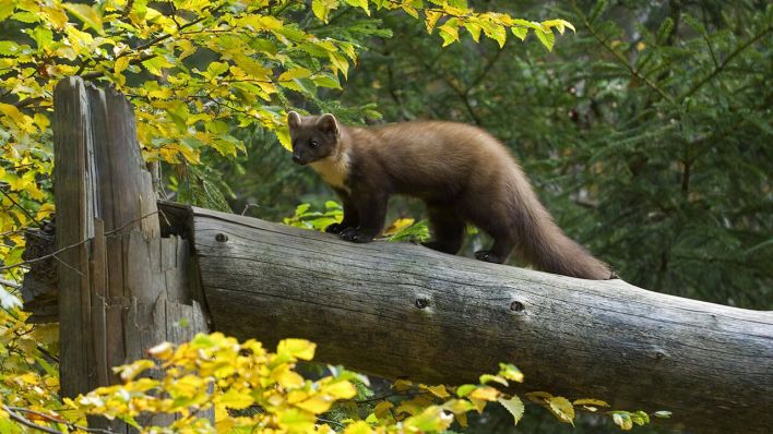 Ein Baummarder auf einem Baumstamm © IMAGO/imagebroker/alimdi/Arterra/Philippe Clément