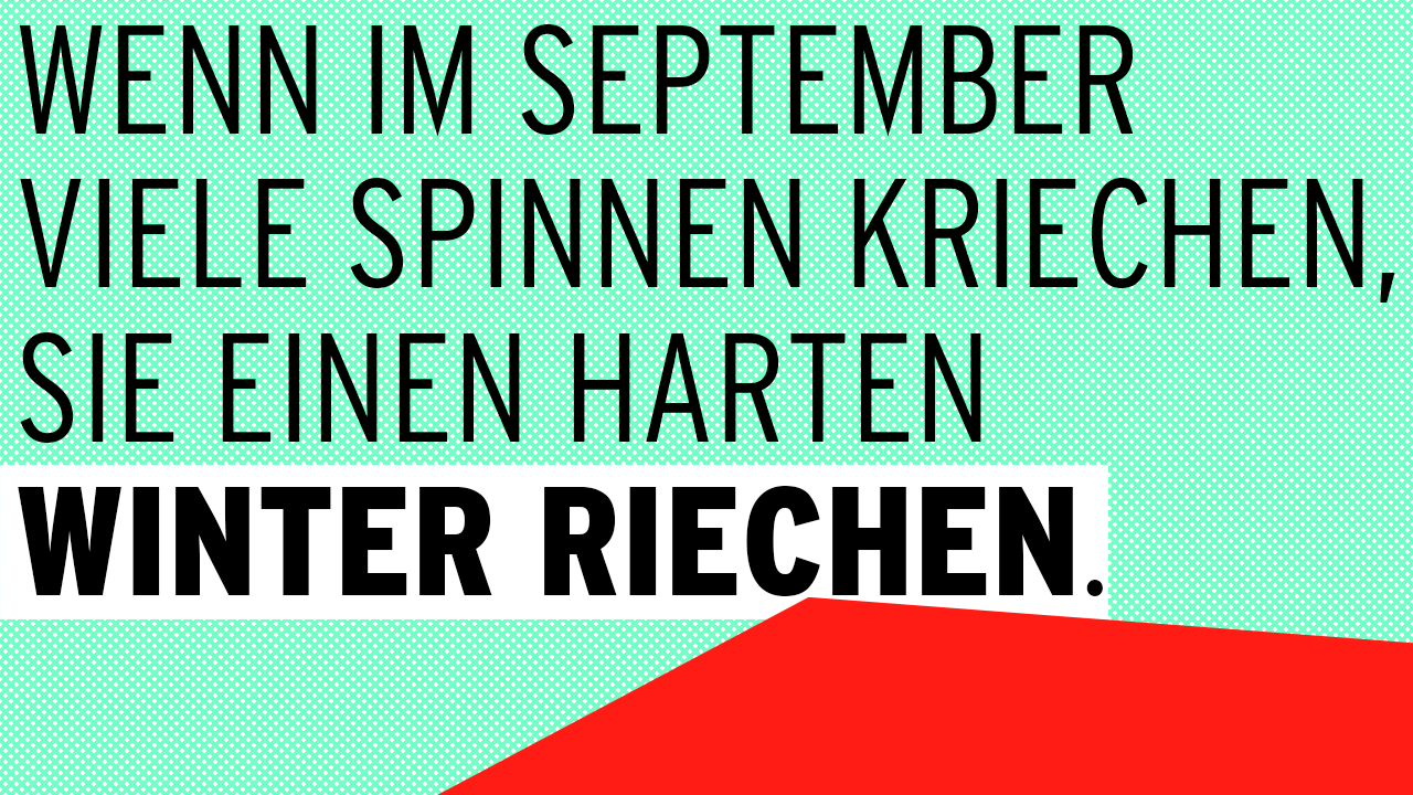 Wenn im September viele Spinnen kriechen, sie einen harten Winter riechen.