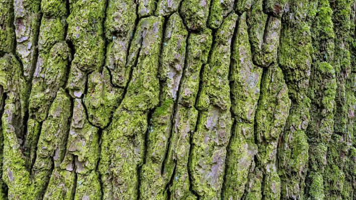 Baumrinde an einem Baum © IMAGO / McPHOTO