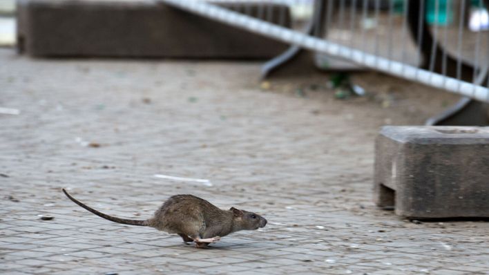 Eine Ratte in Berlin © Bernd von Jutrczenka/dpa