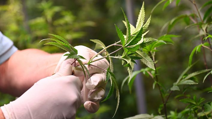 Cannabis-Anbau in einem Zelt © imago images/Sven Simon