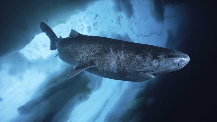 Grönlandhai © IMAGO / oceans-image