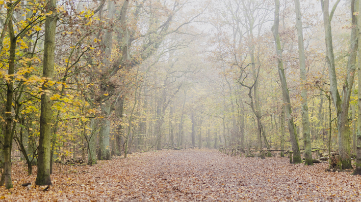 Herbst im Grunewald