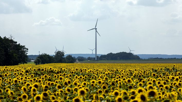 Windräder hinter einem Sonnenblumenfeld in Brandenburg © IMAGO / photothek