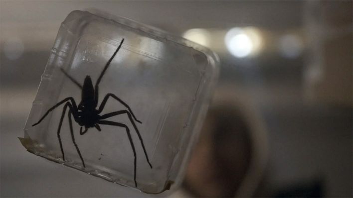 Spiders - Ihr Biss ist der Tod © PLAION PICTURES Spiders - Ihr Biss ist der Tod © PLAION PICTURES