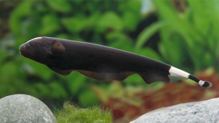 Amerikanischer Weissstirnmesserfisch © IMAGO / blickwinkel