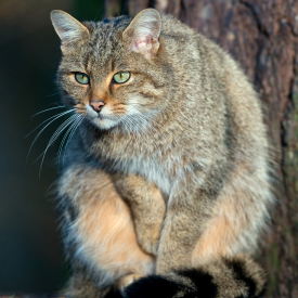 Eine Europäische Wildkatze im Tierpark Kunsterspring Neuruppin © picture alliance / ZB|Patrick Pleul