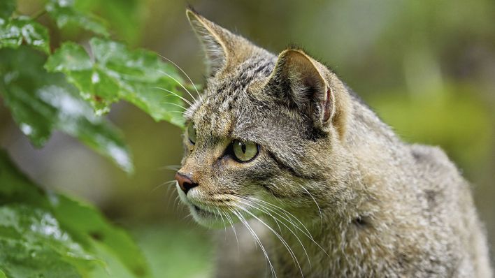 Europäische Wildkatze © IMAGO / imagebroker