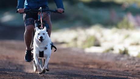 Bikejöring © IMAGO / Depositphotos