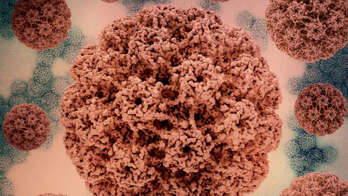 3D-Grafik des Humanen Papillomvirus (HPV) © IMAGO / BSIP