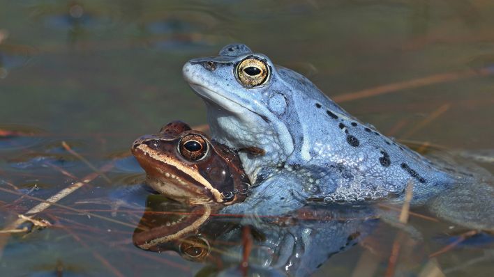 Moorfrosch © IMAGO / blickwinkel