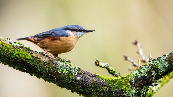 Ein Kleiber © IMAGO/imagebroker