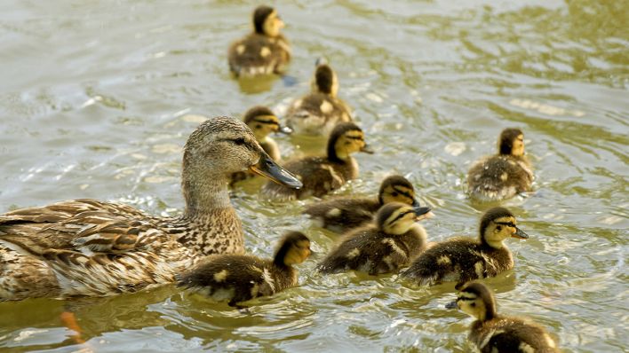 Stockente mit Küken im Wasser © IMAGO / blickwinkel
