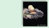 "Thee Black Boltz" von Tunde Adebimpe © Sub Pop