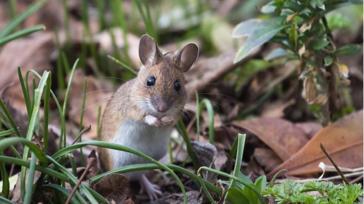 Eine Hausmaus sitzt auf einer Wiese © imago images/imagebroker