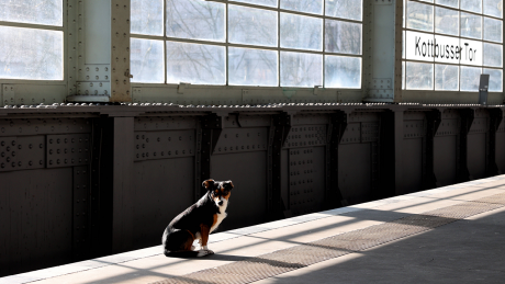 Ein Hund sitzt auf einem Bahnsteig © IMAGO / Sabine Gudath