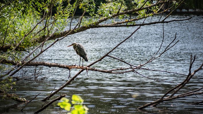 Ein Reiher am Schäfersee in Berlin-Reinickendorf © IMAGO/Jürgen Ritter