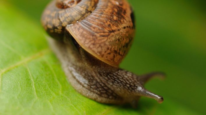 Eine Schnecke auf einem Blatt © imago images/Cavan Images