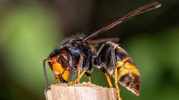 Asiatische Hornisse © IMAGO/ABACAPRESS