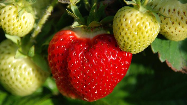 Erdbeeren am Strauch © IMAGO / Panthermedia