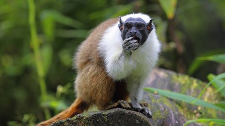 Zweifarbentamarin: Die stark gefährdete Art lebt nur im Gebiet um die brasilianische Großstadt Manaus © IMAGO/blickwinkel