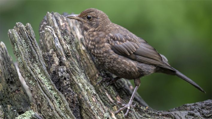 Ästling - Amsel-Jungvogel © picture alliance / imageBROKER | Erhard Nerger