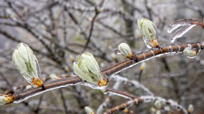 Knospen nach Eisregen © IMAGO / Jan Eifert