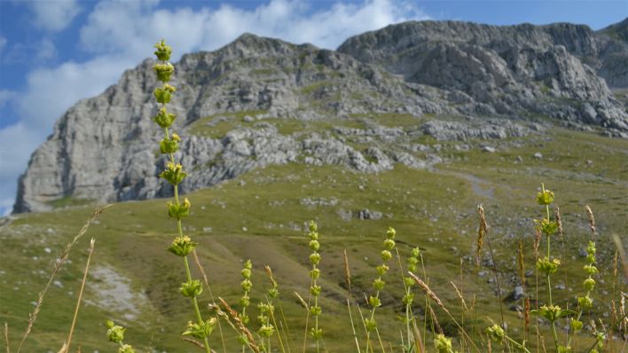 Durch zunehmende "Begrünung" von Gebirgsregionen durch Bäume und Sträucher geraten Pflanzen wie der Sideritis, oder Griechischer Bergtee, unter Druck © Theodoridis
