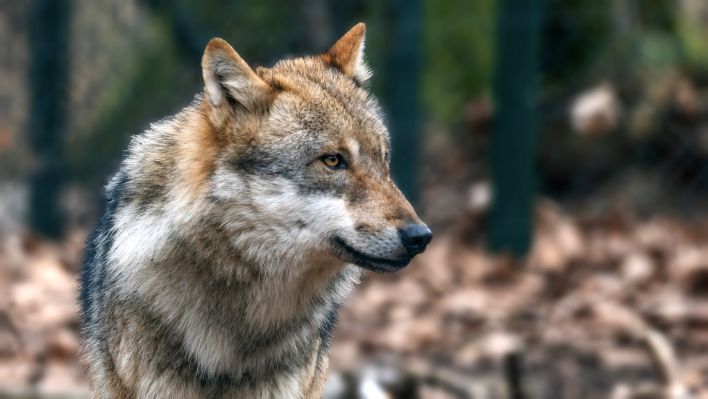 Wolf - Europäischer Grauwolf in einem Tiergehege © Ralf Schuster
