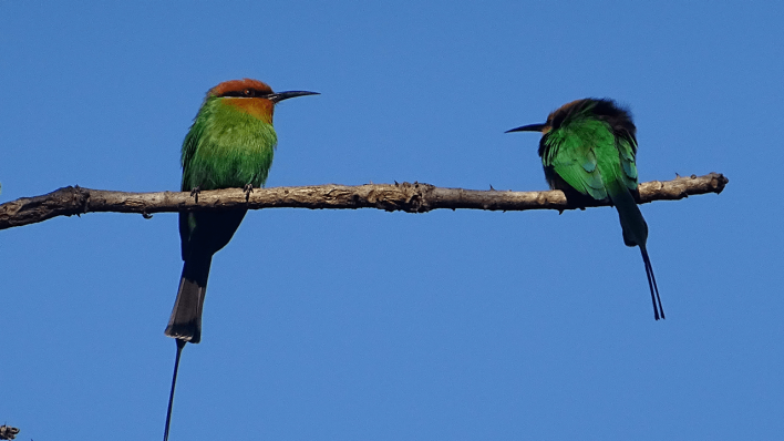 Biodiversität: Mit dem renaturierten Wald kehren auch die Vögel in den Miombowald zurück
