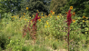 Landschaftsgarten - mit Sonnenblumen, Kräutern und Gemüse
