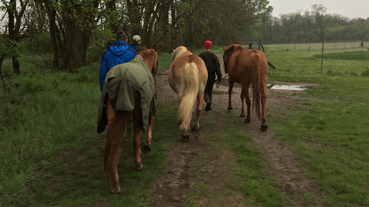 Melanie war mit vier Pferden in Wald und Flur spazieren