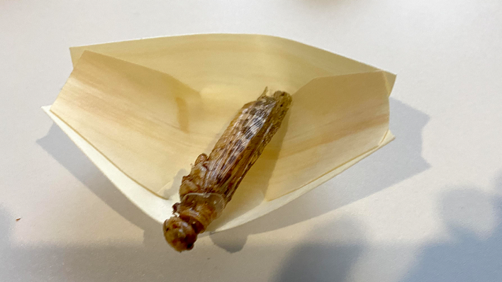 Julia Vismann testet Insekten im Mikrokosmos in Berlin Kreuzberg bei Nicole Sartirani