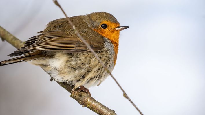 Rotkehlchen © Ralf Schuster